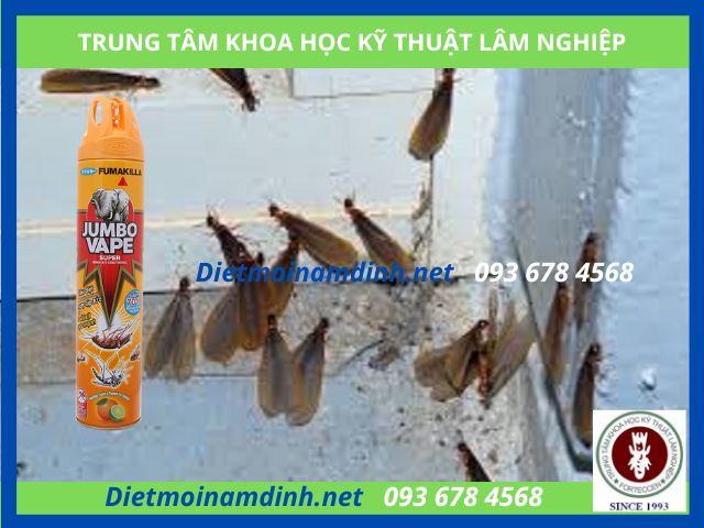 Dùng bình xịt côn trùng diệt mối cánh bay vào trong nhà