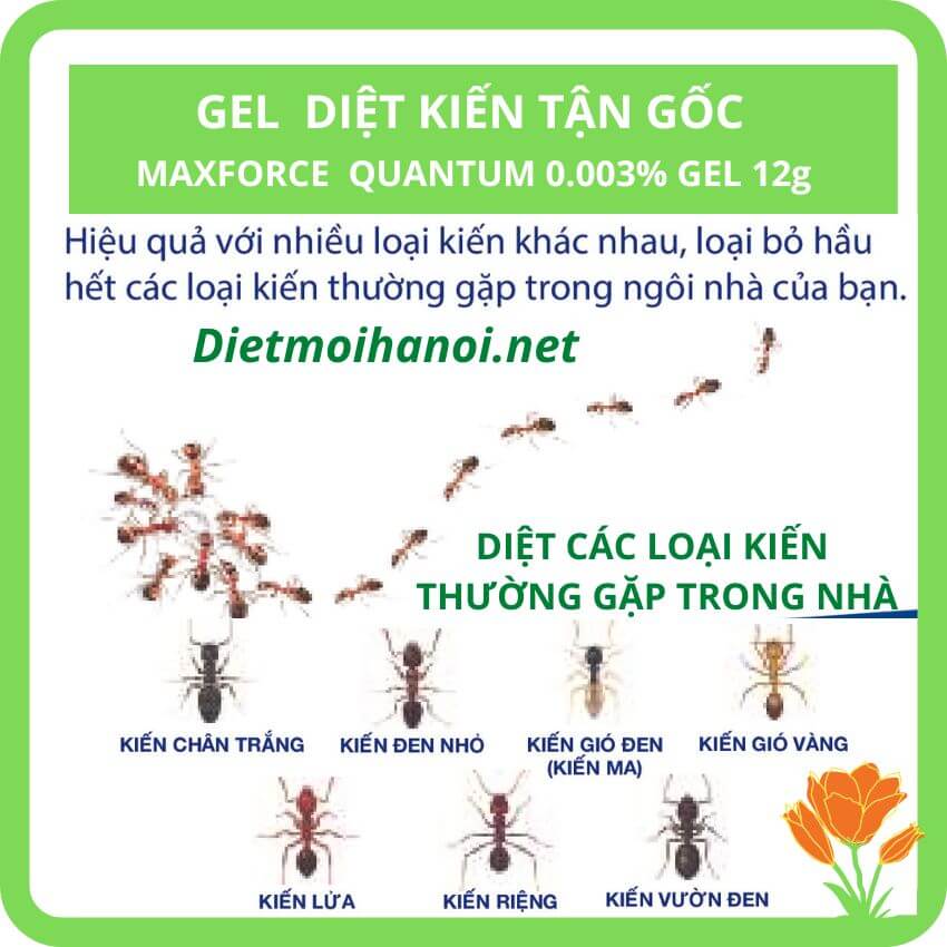 Thuốc diệt kiến tận gốc công nghệ sinh học